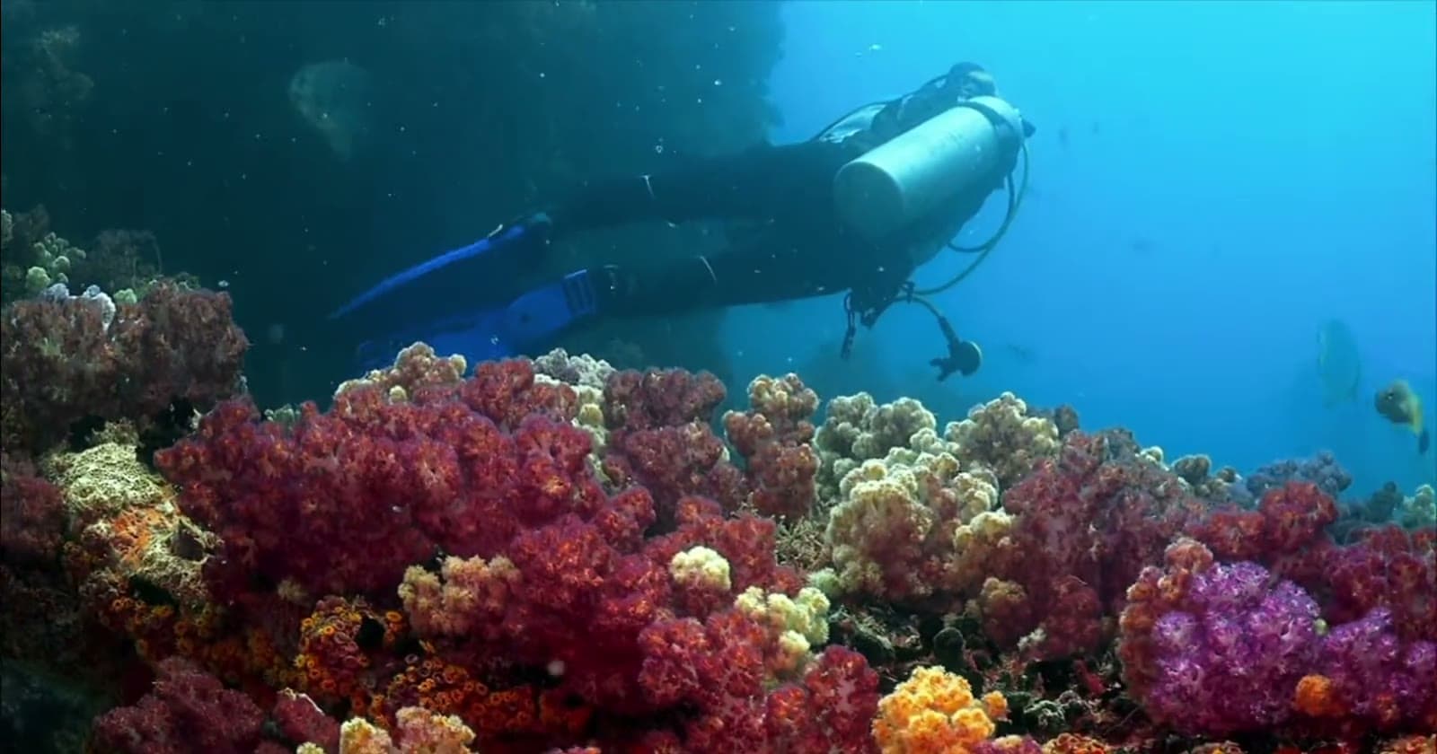 Diver gliding over a colorful coral reef in Seychelles waters